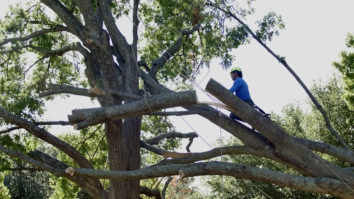 Professional Crown Thinning performed by certified arborists in Colfax